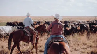 wild west cowboys on horses and cows